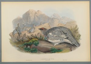 Lagopus Mutus, őszi tollazat: Common Ptarmigan (színes lito szőtt papíron) alkotó: John Gould