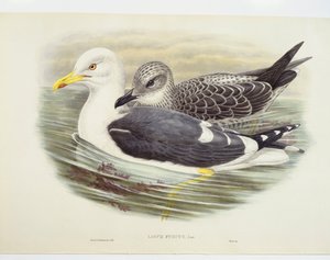 Kissirály (Larus fuscus), illusztráció alkotó: John Gould