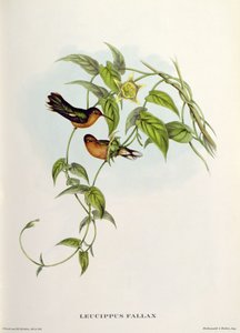 Leucippus Fallax alkotó: John Gould