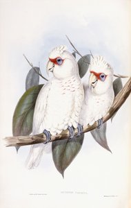Hosszúcsőrű kakadu alkotó: John Gould