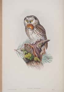 Nyctale Tengmalmi, tányér a The Birds of Great Britainből, John Gouldtól, 1862-73 között (kézzel színezett litó) alkotó: John Gould