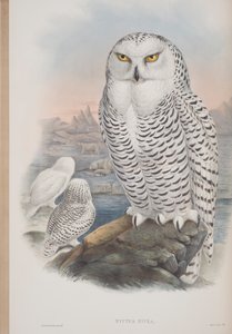 Nyctea Nivea, John Gould The Birds of Great Britain tányérja, 1862-73 között (kézzel színezett litó) alkotó: John Gould