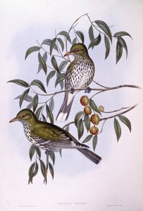 Olívahátú oriole (Oriolus sagittatus), John Gould metszete alkotó: John Gould