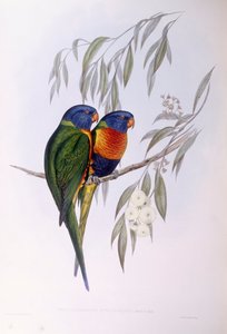 Díszes lórika (Trichoglossus ornatus), John Gould metszete alkotó: John Gould
