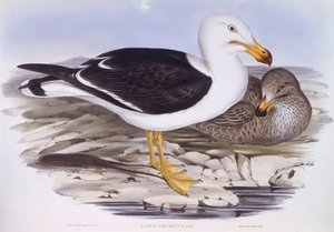Csendes-óceáni sirály (Larus pacificus), John Gould metszete alkotó: John Gould