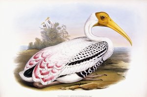 Festett gólya alkotó: John Gould