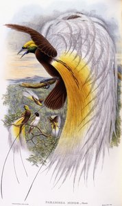 Paradisaea Minor alkotó: John Gould