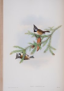 Parus Cristatus, tányér a The Birds of Great Britain-ből, John Gouldtól, 1862-73 között (kézzel színezett litó)