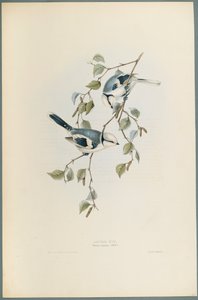 Parus Cyanus: Azure Tit (színes litó szőtt papíron) alkotó: John Gould