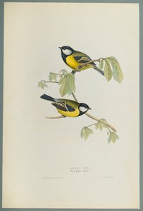 Parus Major: széncinege (színes litó szőtt papíron) alkotó: John Gould
