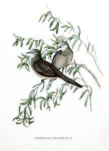 Békés galamb, ausztráliai madarak, metszet John Gould (1804-1881) "Trópusi madarak" című könyvéből. alkotó: John Gould