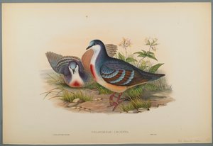 Philogoenas Cruenta (színes litó szőtt papíron) alkotó: John Gould