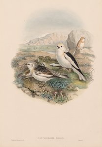 Plestrophanes Nivalis alkotó: John Gould