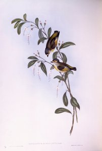 Vörös szemöldökű pardalote (Pardalotus rubricatus), John Gould metszete alkotó: John Gould