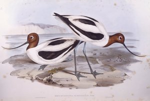 Vörös nyakú avocet (Recurvirostra novaehollandiae), John Gould metszet alkotó: John Gould