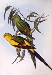 Regent papagáj (Polytelis anthopeplus), John Gould metszete alkotó: John Gould