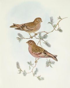 Rosy Finch (Erythrospiza incarnata), John Gould metszete alkotó: John Gould