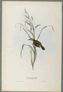 Salicaria Phragmatis: sás poszáta (színes lito szőtt papíron) alkotó: John Gould