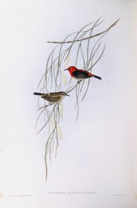Scarlet myzomela (Myzomela sanguinolenta), John Gould metszet alkotó: John Gould