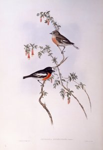 Skarlát vörösbegy (Petroica többszínű), John Gould metszet alkotó: John Gould