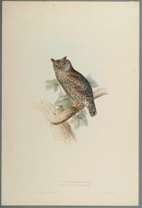 Scops Aldrovandi – Scops fülesbagoly (színes lito szőtt papíron) alkotó: John Gould