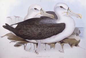 Félénk albatrosz (Diomedea o Thalassarche cauta), John Gould metszet alkotó: John Gould
