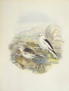 Hósármány (Plectrophenax nivalis), illusztráció alkotó: John Gould