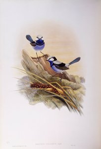 Csodálatos tündérfiú (Malurus splendens), John Gould metszete alkotó: John Gould