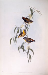Foltos pardalote (Pardalotus punctatus), John Gould metszete alkotó: John Gould