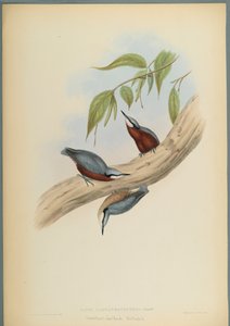 Stila Castaneoventris, gesztenyehasú dió (színes lito szőtt papíron) alkotó: John Gould