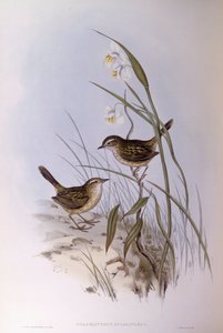 Harántcsíkolt kalamantus (Calamanthus fuliginosus), John Gould metszet alkotó: John Gould