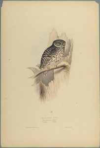 Strix Pafsernia - Noctua (színes lito szőtt papíron) alkotó: John Gould
