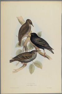 Sturnus Vulgaris - Starling (színes lito szőtt papíron)