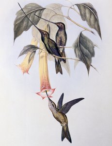 Kardcsőrű kolibri (Docimastes ensiferus) alkotó: John Gould