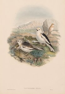 Nagy-Britannia madarai: Plestrophanes nivalis. alkotó: John Gould