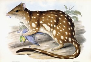 Tigris Quoll alkotó: John Gould