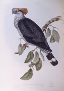 Csúcsgalamb (Lopholaimus antarcticus), John Gould metszete alkotó: John Gould