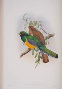 Trogon Atricollis, tányér a The Birds of Great Britainből, John Gouldtól, 1862-73 között (kézzel színezett litó) alkotó: John Gould