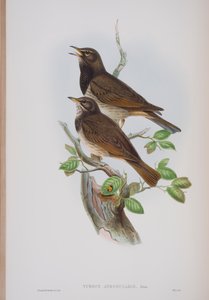 Turdis Atrogularis, tányér a The Birds of Great Britain-ből, John Gouldtól, 1862-73 (kézzel színezett litho) alkotó: John Gould