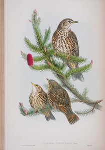 Turdus Viscivorus, tányér a The Birds of Great Britain-ből, John Gouldtól, 1862-73 (kézzel színezett litó) alkotó: John Gould