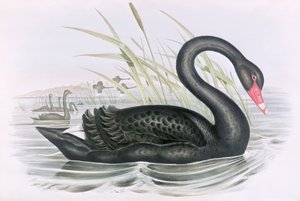 Ismeretlen kép alkotó: John Gould