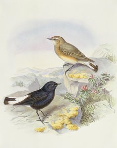 Változó búzafa (Oenanthe picata), John Gould metszete alkotó: John Gould