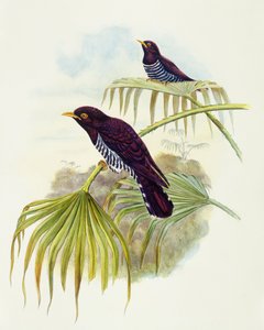 Lila kakukk (Chrysococcyx xanthorhynchus), John Gould metszet alkotó: John Gould