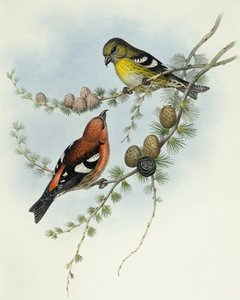 Fehérszárnyú keresztcsőrű (Loxia leucoptera), John Gould metszete alkotó: John Gould