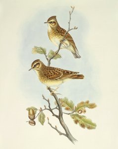 Pacsirta (Lullula arborea), John Gould metszete alkotó: John Gould