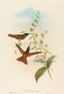 Diphogena aurora (Gould szivárványa)