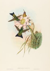 Glowing Puff-Leg (Glowing Puff-Leg) alkotó: John Gould and H.C. Richter