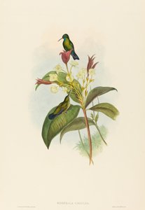 Kék állú zafír alkotó: John Gould and H.C. Richter