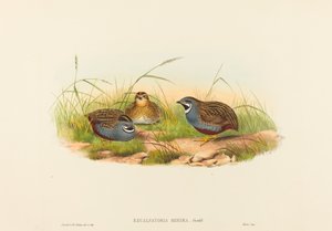 Excalftoria minima (kékmellű fürj)