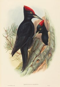 Fekete harkály (Dryocopus martius)